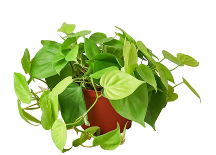 Philodendron 'Neon'