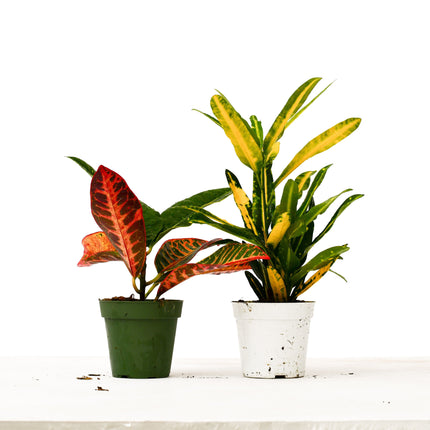 2 Croton Variety Pack - 4" Pot