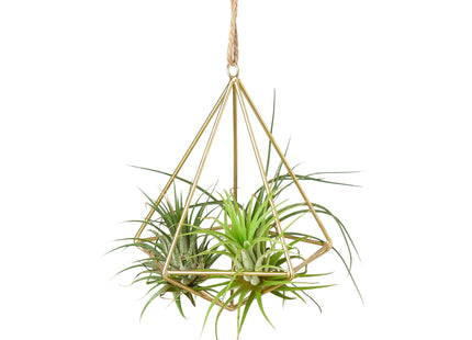 Air Plant Display Hanger - Brass