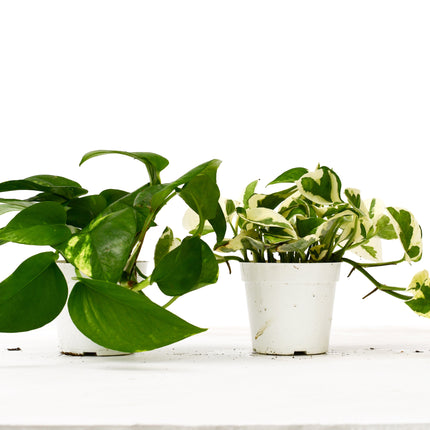 2 Pothos Variety Pack - 4" Pot