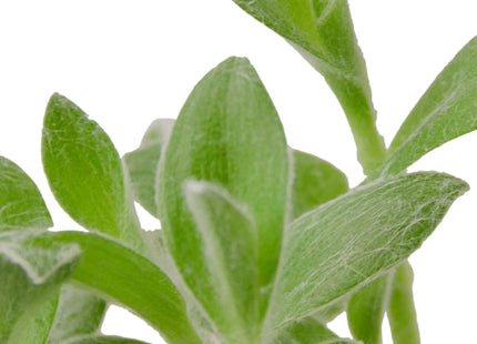 Tradescantia White Velvet
