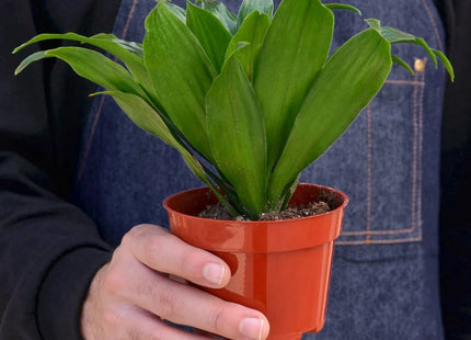 Dracaena 'Janet Craig'