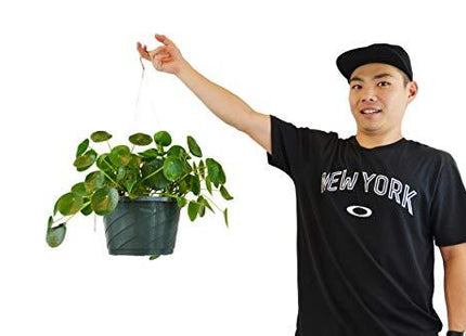Pilea Peperomioides 'Chinese Money Plant' - in 10" Pot