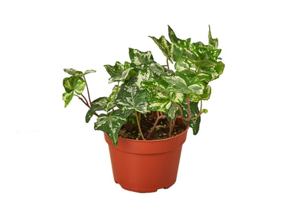 English Ivy 'Kolibre'