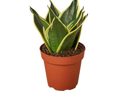 Snake Plant Black Gold