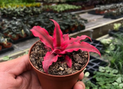 Cryptanthus 'Pink Star' - 3" Pot