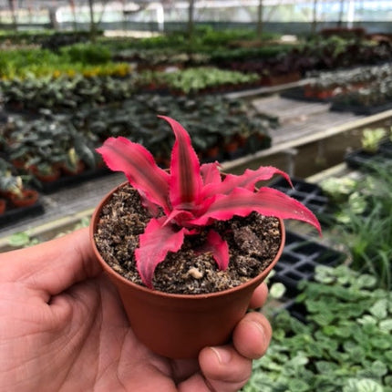 Cryptanthus 'Pink Star' - 3" Pot