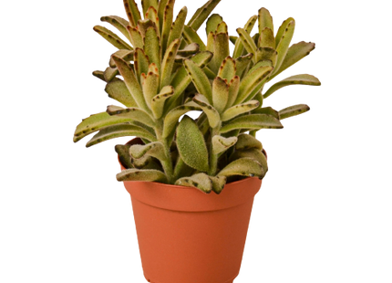 Kalanchoe Tomentosa 'Chocolate Soldier' Succulent - 4" Pot