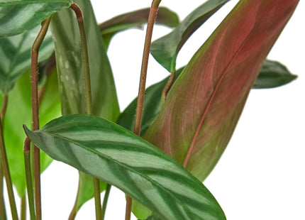 Calathea 'Grey Star'