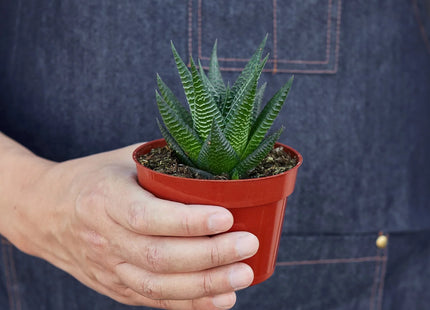 Fairy Washboard Haworthia
