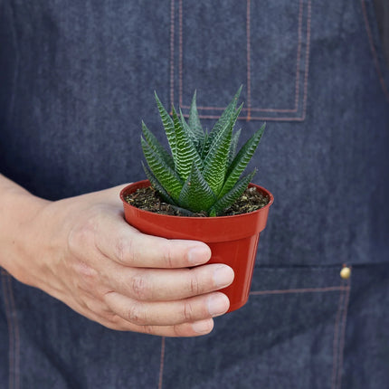 Fairy Washboard Haworthia