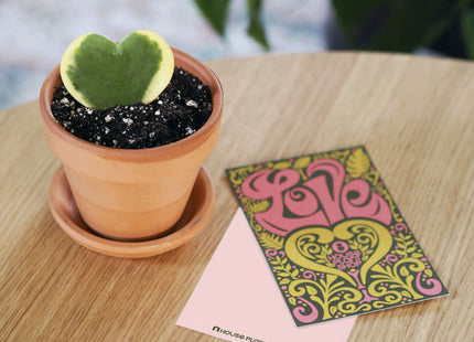 Hoya Sweetheart Variegated - 4" Terra Cotta Pot