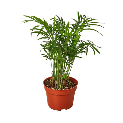 Parlor Palm