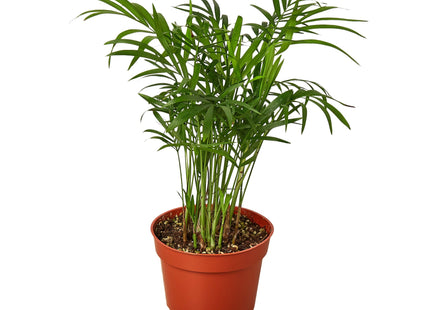 Parlor Palm