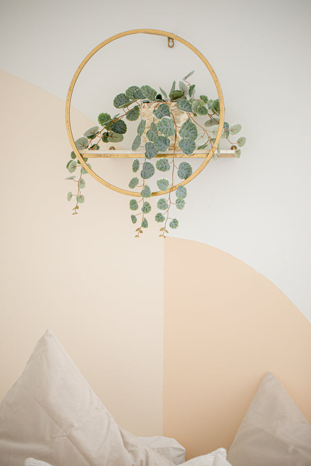 Discover our curated collection of indoor plants, from lush tropicals to low-maintenance succulents.