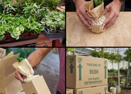 Two different Anthurium plants in 4-inch pots, part of a 2-pack, being packaged for shipping.