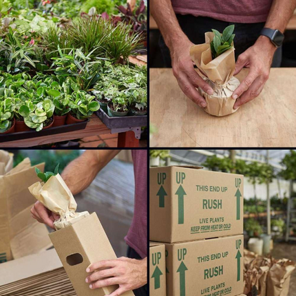 Two different Anthurium plants in 4-inch pots, part of a 2-pack, being packaged for shipping.