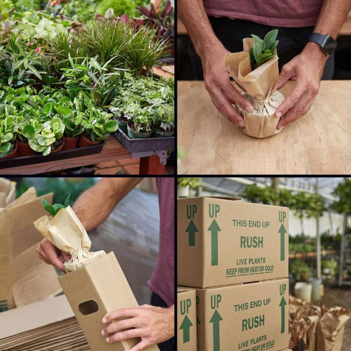 air plant subscription box Air Plant Monthly Subscription Box – WS Store, LLC