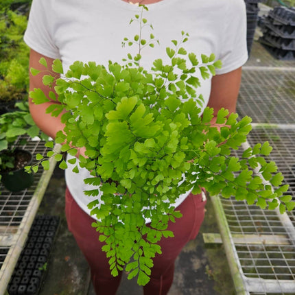 Maidenhair Fern | Live Plant for Indoor & Outdoor | House Plant Decor