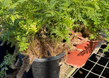 Rabbit's Foot Fern