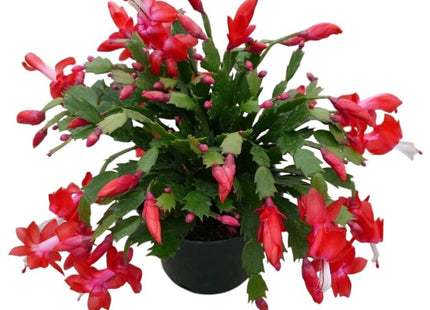 Zygocactus 'Christmas Cactus'