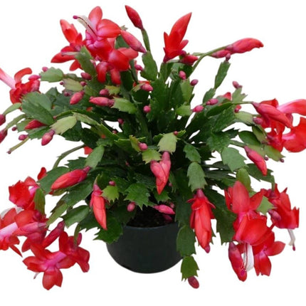Zygocactus 'Christmas Cactus' | Live Plant for Indoor & Outdoor | House Plant Decor