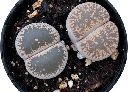 Lithop Living Stone