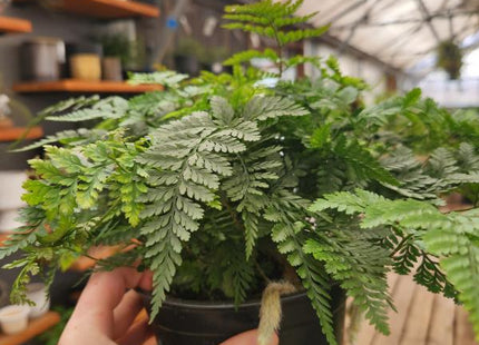 Rabbit's Foot Fern
