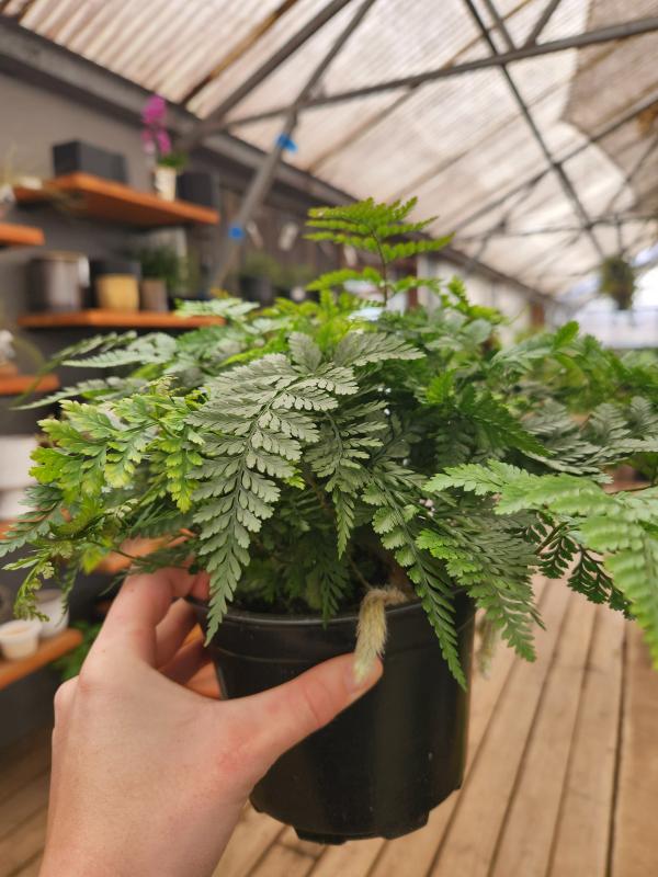 Rabbit's Foot Fern
