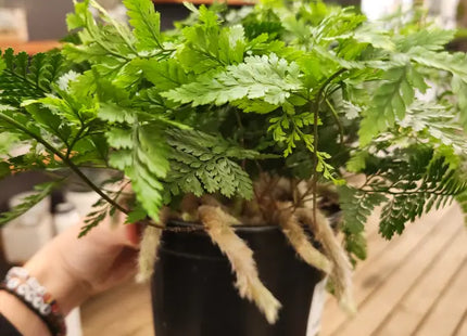 Rabbit's Foot Fern