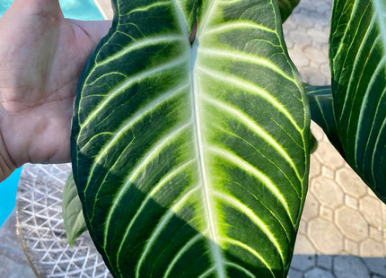 Xanthosoma 'Lendenii'