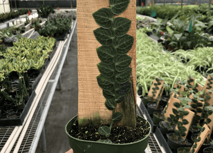 Rhaphidophora 'Cryptantha' (Shingle Plant)