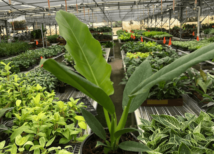 Philodendron 'Narrow Escape'