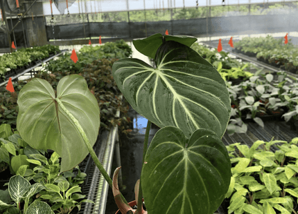 Philodendron Gloriosum