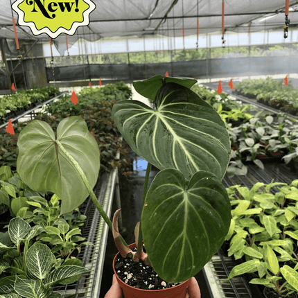 Philodendron Gloriosum 'Zebra'