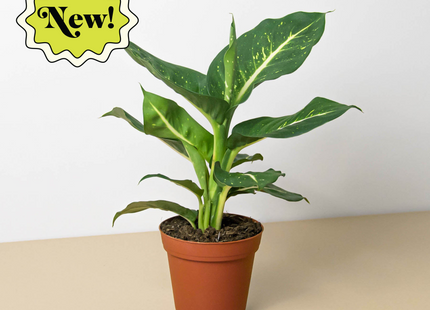 Dieffenbachia Oerstedii