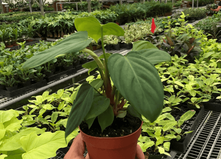 Philodendron 'Fuzzy Petiole'