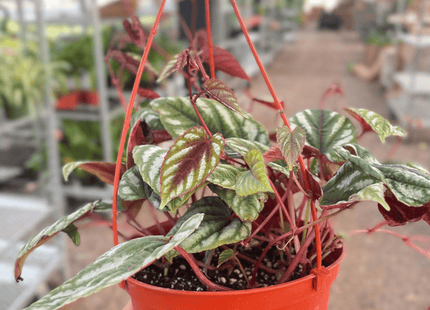 Begonia Rex Vine - 6" Pot
