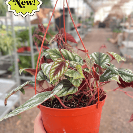 Begonia Rex Vine - 6" Pot