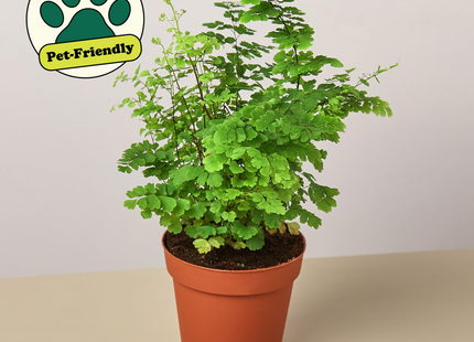 4" potted Fern Maidenhair
