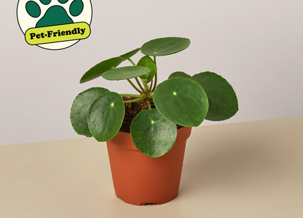 4" potted Pilea Peperomiodes