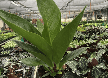 Anthurium 'Cobra'