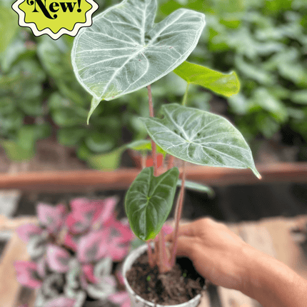 Alocasia 'Ivory Coast'