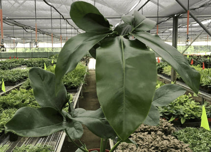 Philodendron 'Goeldii'