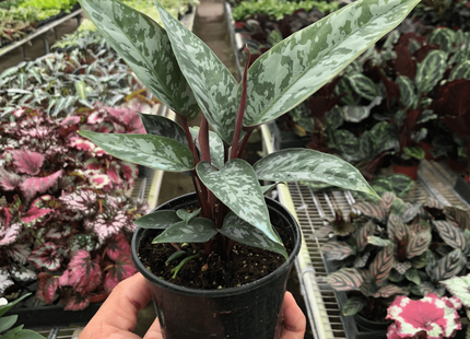 Apoballis 'Purple Sword'