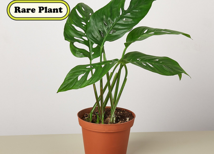 4" potted Monstera Swiss Cheese