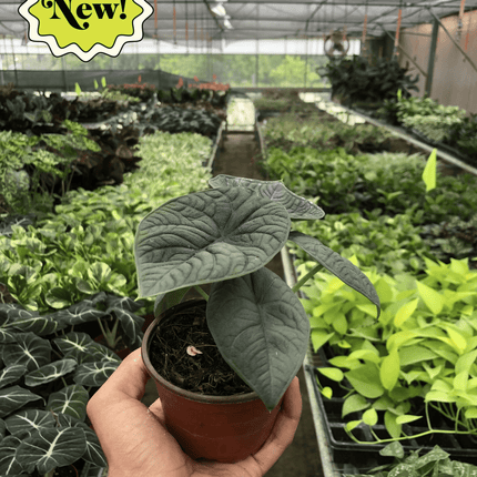 Alocasia 'Melo'
