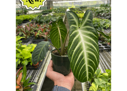 Xanthosoma 'Lendenii'