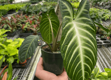 Xanthosoma 'Lendenii'