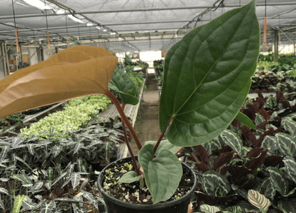 Anthurium 'Radicans x Luxurians'